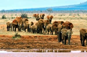 image n.3 of Day Tour Tsavo East Park National from Malindi/Mombasa Port activity in Coast Province, uploaded by supplier