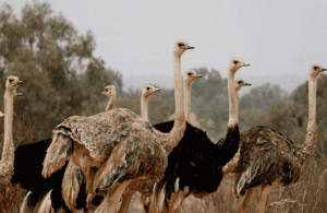 imagen n.º 3 de Agadir: Visita al Parque Nacional y al Desierto del Sáhara, con almuerzo incluido actividad en Provincia de Chtouka-Aït Baha, subida por el proveedor