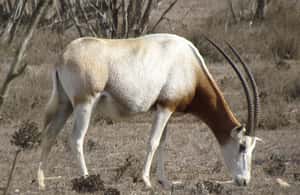 imagen n.º 4 de Agadir: Visita al Parque Nacional y al Desierto del Sáhara, con almuerzo incluido actividad en Provincia de Chtouka-Aït Baha, subida por el proveedor
