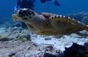 image n.4 of From Phuket: 3-Day SSI/PADI Open Water Diver Certification activity in Gulf of Thailand, uploaded by supplier