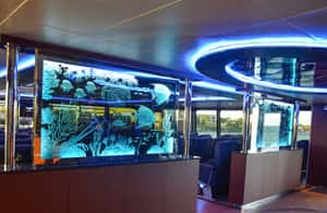 imagen n.º 4 de Playa Del Carmen: ferri de ida y vuelta a/desde Cozumel actividad en Playa del Carmen, subida por el proveedor