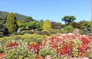 imagen n.º 4 de Seúl: Isla Nami privada, Jardín Morning Calm, Petite France actividad en Gapyeong-gun, subida por el proveedor