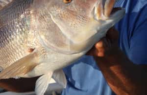 image n.4 of Rovinj fishing tour with boat activity in Rovinj, uploaded by supplier