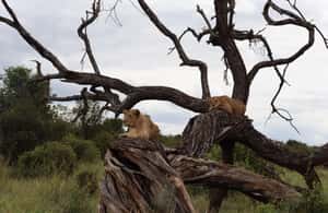 image n.4 of 3-Day Experience Wildlife and Hot Air Balloon Adventures activity in Mara Region, uploaded by supplier