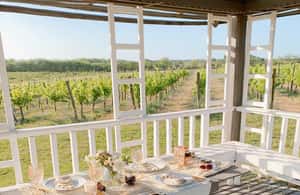 image n.4 of Buenos Aires: Wine Pairing and Lunch at Gamboa Vineyard activity in Campana, uploaded by supplier