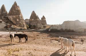 imagem n.3 de Göreme: Tour Privado de Camelo, Olaria, Passeio a Cavalo com Almoço atividade em Avanos, carregada pelo fornecedor