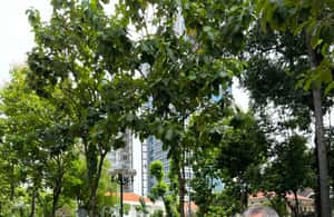 image n.4 of Ho Chi Minh: City Highlights Guided Walking Tour activity in Ho Chi Minh City, uploaded by supplier