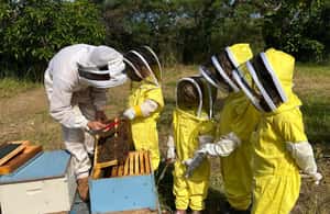 foto no. 4 dari aktivitas Tur Peternakan Lebah & Mencicipi Madu di Waialua, diunggah oleh pemasok