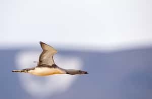 image n.3 of Longyearbyen: Wildlife Safari & Hiking Photography Tour activity in Longyearbyen, uploaded by supplier