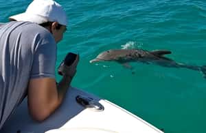 imagen n.º 4 de Delfines y snorkel en Cayo Hueso actividad en Estados Unidos, subida por el proveedor