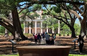 Immagine nº 3 di New Orleans: Tour della piantagione di Oak Alley e trasporto attività a Vacherie, Louisiana, caricata dal fornitore