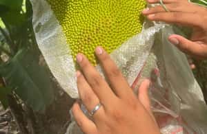 зображення №3 активності «Тур на квадроциклах на півдня від D'Bamboo Kamp» в такій локації: Острови Ріау, завантажене постачальником