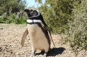 Bild Nr. 4 von Punta Tombo Cruise Landausflug - Spaziergang zwischen Pinguinen Aktivität in Chubut Provinz, hochgeladen vom Anbieter