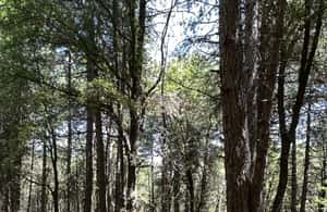 image n.3 of Alcantara: Valley and Gurne dell'Alcantara ATV Adventure activity in Sicily, uploaded by supplier