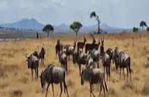 Image N°3 de Voyage d'une journée en Tanzanie - Safari de grande envergure - Aventures de faune et de flore activité à Région d'Arusha, publiée par le prestataire