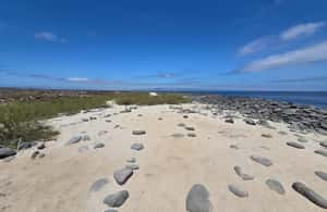 image n.3 of North Seymour Island: Full-Day Tour in Galapagos activity in Galápagos Islands, uploaded by supplier
