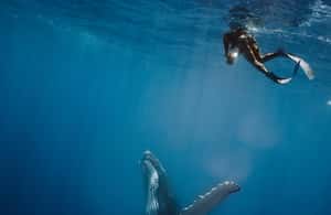 image n.3 of Moorea 4H Shared Boat Tour whales watching and Snorkeling activity in Windward Islands, French Polynesia, uploaded by supplier