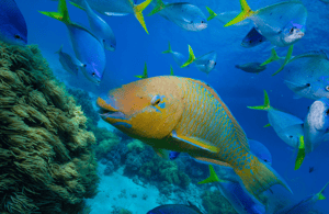 billede nr.4 af aktiviteten Koh Pha Ngan: Koh Tao og Nangyuan Snorkeltur med frokost i Thailandbugten, uploadet af udbyder