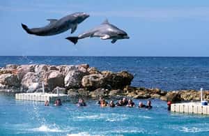 imagem n.3 de Montego Bay: Viagem de um dia à Dolphin Cove Ocho Rios com transferes atividade em Ocho Rios, carregada pelo fornecedor