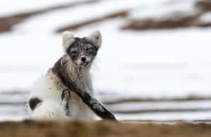 image n.4 of Longyearbyen: Wildlife Safari & Hiking Photography Tour activity in Longyearbyen, uploaded by supplier