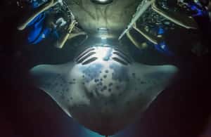 foto no. 3 dari aktivitas Pulau Besar: Berenang Malam Bersama Pari Manta dengan Cokelat Panas di Kahaluu-Keauhou, diunggah oleh pemasok