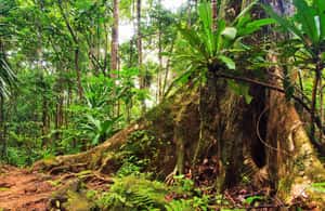 kuva n.3/Sydney: 2 päivän yksityinen retki Blue Mountainsiin ja Kiamaan aktiviteetista Sydney, jonka toimittaja on ladannut