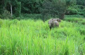 obrázok č. 3 aktivity Chiang Mai: Doi Inthanon Park Hiking & Elephants Sanctuary v destinácii Čiang Mai, obrázok nahral dodávateľ