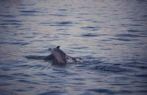 Immagine nº 3 di Rovigno: tour del fiordo al tramonto con barbecue, nuoto e delfini attività a Istarska, caricata dal fornitore
