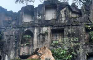 image n.3 of Jakarta : Taman Safari, Panda Palace, and Waterfall activity in Bogor, uploaded by supplier