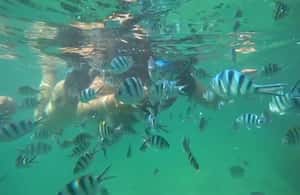 image n.3 of Bintan Snorkeling activity in Riau Islands, uploaded by supplier