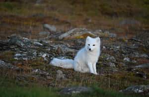 image n.4 of From Longyearbyen photo tour: Mysterious Barentsburg activity in Norway, uploaded by supplier