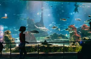 image n.4 of Barcelona: Hop-On Hop-Off Bus & Aquarium Tour activity in Barcelona, uploaded by supplier
