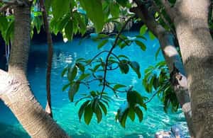 image n.4 of Zanzibar: Blue lagoon, Starfish, Paje Beach and Maalum Cave activity in Pingwe, uploaded by supplier