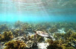 image n.4 of Praslin: Coco Felicite & La Digue Island Full-Day Boat Trip activity in Mahé, uploaded by supplier
