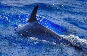 image n.3 of From Morro Jable: Dolphin and Whale Watching and Snorkelling activity in Costa Calma, uploaded by supplier