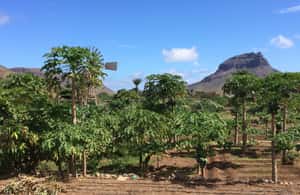 image n.4 of São Vicente: Half Day, Beaches, Villages and Monte Verde activity in São Vicente, Cape Verde, uploaded by supplier