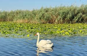 image n.4 of Boat Tour to Letea Forest activity in Tulcea County, uploaded by supplier