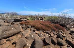 image n.4 of North Seymour Island: Full-Day Tour in Galapagos activity in Galápagos Islands, uploaded by supplier