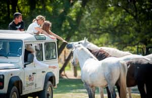 image n.4 of Safari 4x4 in Camargue / VIP Tour 3h30 / Grau du Roi activity in South of France, uploaded by supplier