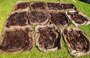 image n.3 of Manuel Antonio Villa Vanilla spice tour activity in Puntarenas Province, uploaded by supplier