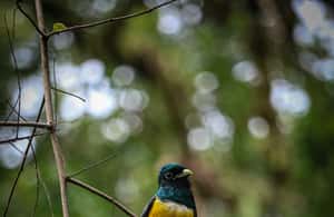 image n.3 of La Fortuna: Hanging Bridges Guided Tour at Mistico Park activity in La Fortuna, uploaded by supplier