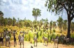 image n.3 of Perfect 2-Day Tanzania Safari: Tarangire & Ngorongoro Tour activity in Arusha (Region), uploaded by supplier