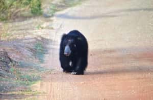 image n.4 of Wilpattu National park - Morning or Afternoon Safari activity in North Central Province, uploaded by supplier