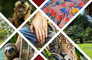 slika br. 3 iz kolekcije 3D Eco Magic Ecoamazon Lodge Puerto Maldonado - Tambopata aktivnosti u mjestu Puerto Maldonado, prenio opskrbni partner