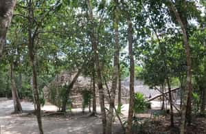 imatge núm.3 de l'activitat de Deluxe Tulum, Coba i 5th Avenue des de Cancún a Ciutat de Coba, penjada pel proveïdor