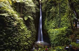 image n.3 of West Bali: Jatiluwih Rice Terrace and Tanah Lot Sunset Tour activity in Jatiluwih, uploaded by supplier