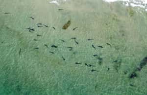 image n.4 of La Jolla: 2.5-Hour Kayak and Snorkel Tour activity in San Diego, uploaded by supplier