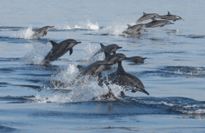 Immagine nº 4 di Muscat: gita in barca per l'osservazione dei delfini con snack e guida locale attività a Mascate, caricata dal fornitore