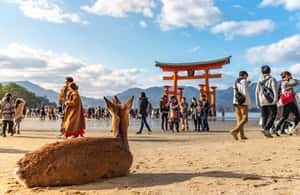 Image N°3 de Au départ de Kyoto : excursion d'une journée à Hiroshima et Miyajima en train à grande vitesse activité à Chugoku, publiée par le prestataire