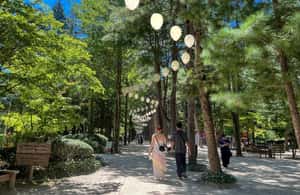image n.4 of Seoul: Nami Island & Petite France Tour with Railbike Option activity in Chuncheon-si, uploaded by supplier